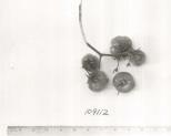 Click for 1 image(s) for this accession. FRUIT